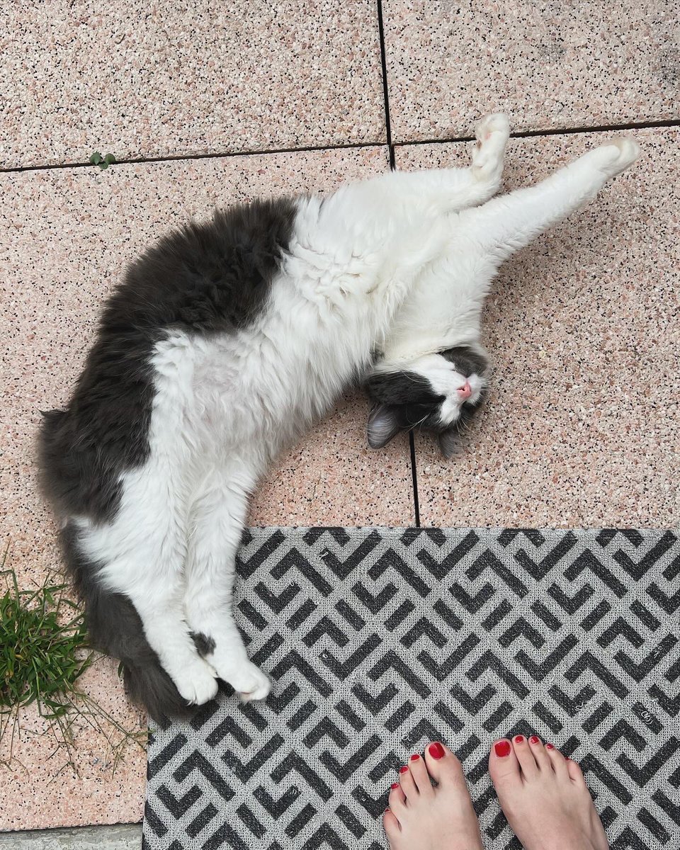 lucietozz's tweet photo. @ShouldHaveCat here is my collection https://t.co/gdxRVuRWAc
