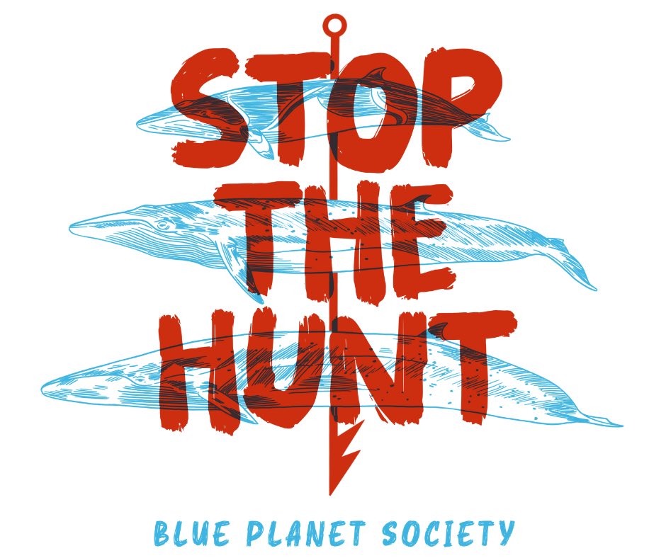 Seasaver's tweet image. Iceland 🇮🇸 has issued whaling permits for the next five years to Hvalur hf. for fin whales And Tjaldtangi ehf. for minke whales. 🐋

Let’s make sure they feel the full weight of our disgust at this abhorrent decision. 😡 
@MFAIceland @PresidentISL 

STOP THE HUNT‼️