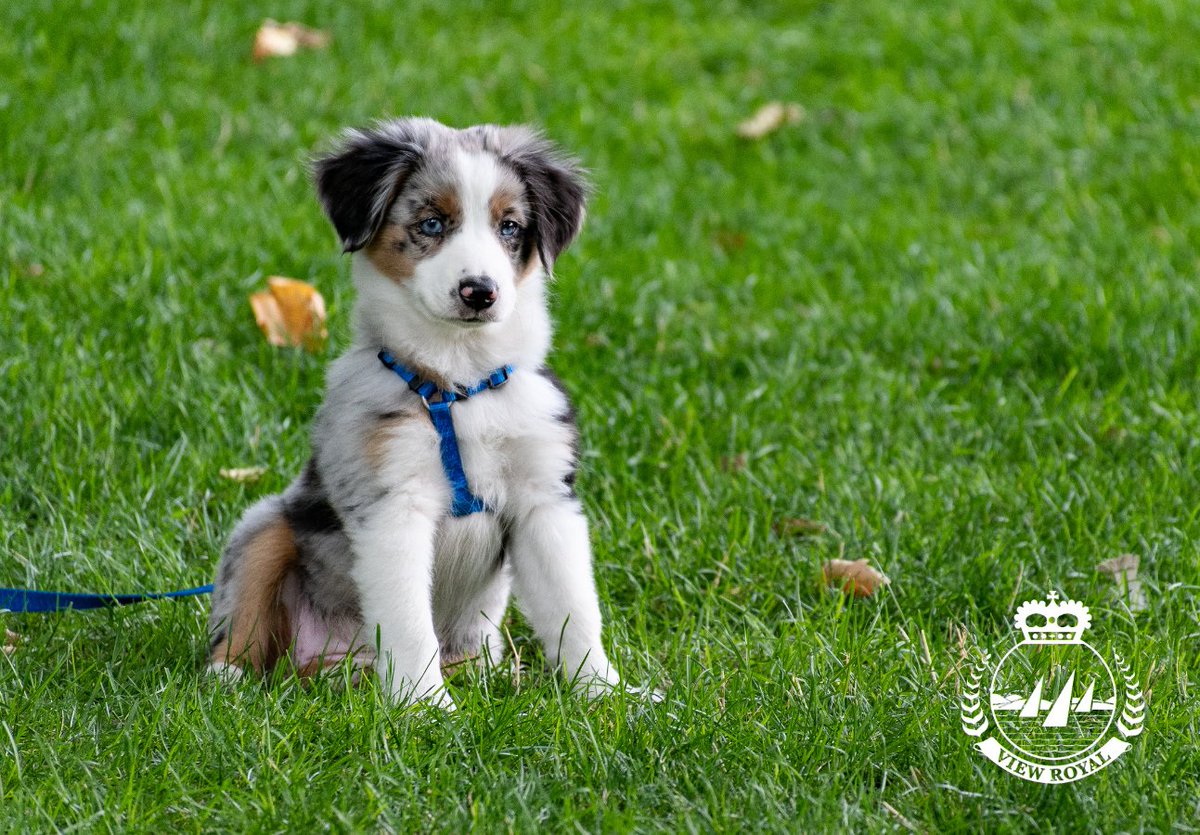 Due to the delay in delivery of 2025 dog licence invoices, <a href="/crd_bc/">CRD</a>  dog licences cannot be purchased or renewed at View Royal Town Hall at this time.
For purchase/renewal options, visit crd.bc.ca/service/animal…
#ViewRoyal #yyj