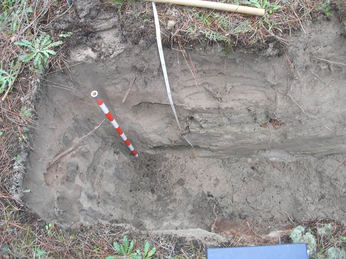 En el #DiaMundialDelSuelo toca felicitar a l@s compañer@s #forestales que se dedican a estudiar este componente básico para entender el funcionamiento de nuestros montes. Pese a esta relevancia, la edafologia es a menudo ignorada o, incluso, despreciada. Va hilo 1/n