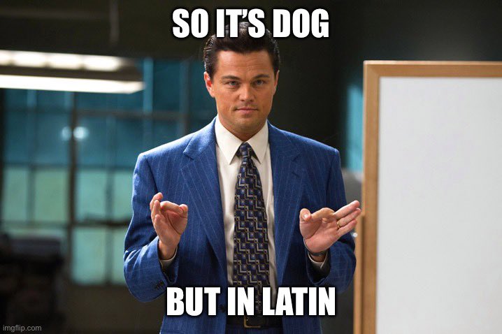 astrodegen's tweet image. Yeah this is gonna cook.

$Canem