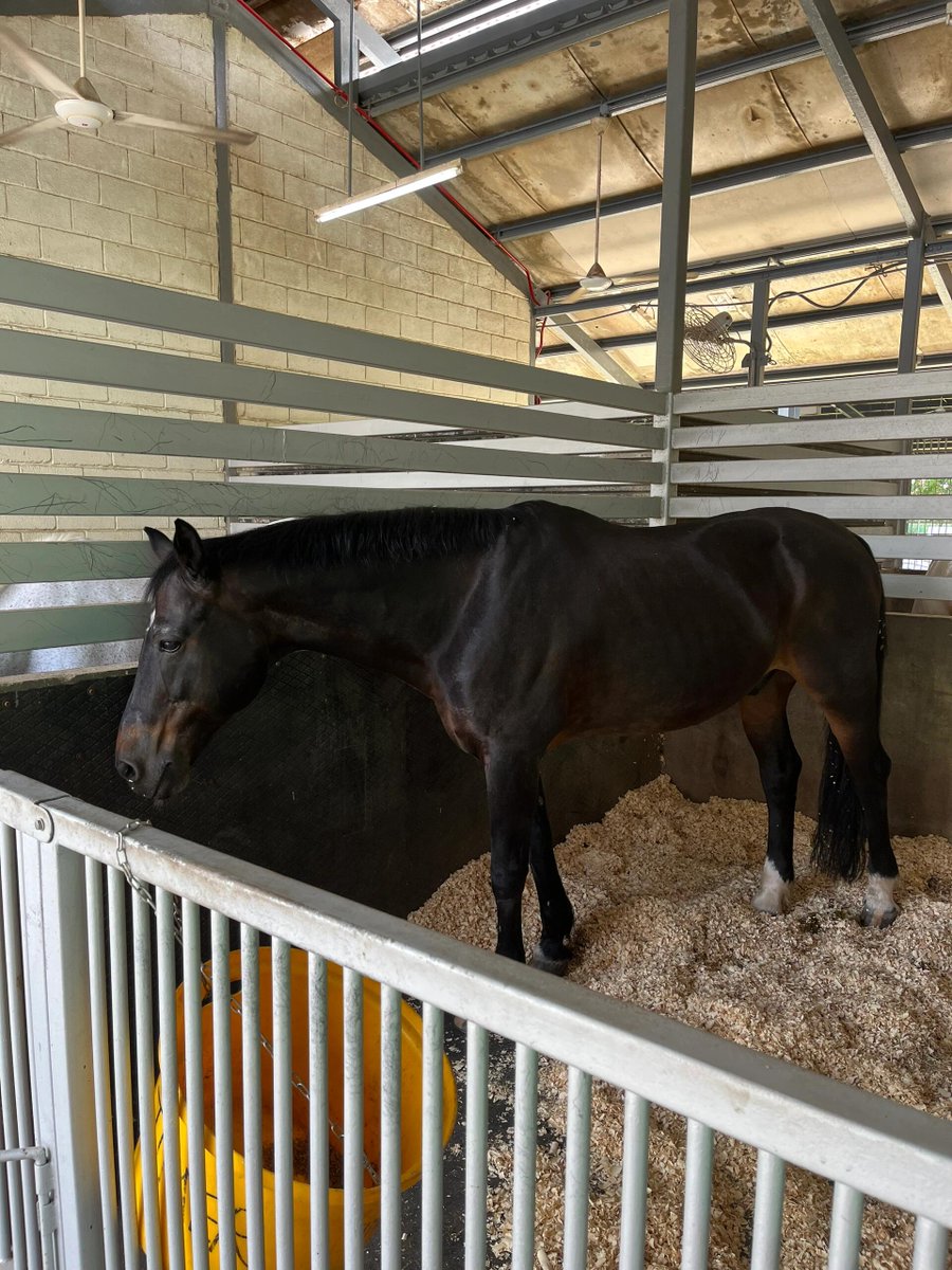 I came to the racecourse today and saw a nice horse.