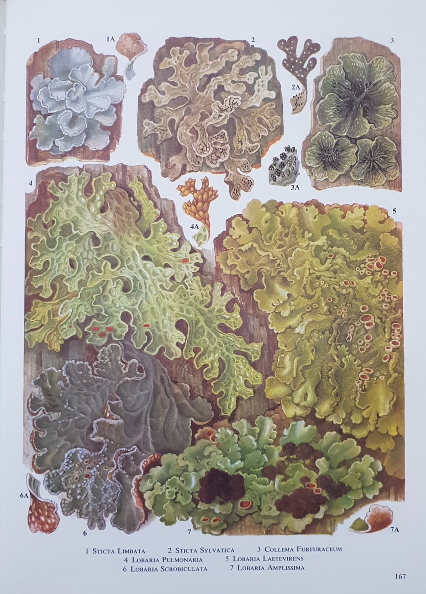 Following up that last repost with some artwork of lungworts from the Oxford Book of Flowerless Plants (1966)