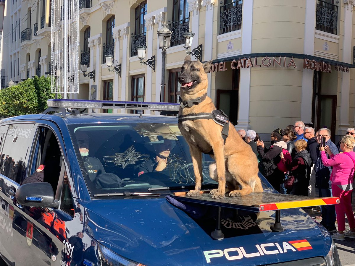 policia's tweet photo. Así de bien lo han hecho nuestros agentes caninos en una actividad organizada en los colegios de #Ronda,  adelantándose a la celebración del #DíaDeLaConstitución 💙 https://t.co/LEPCSftxmp