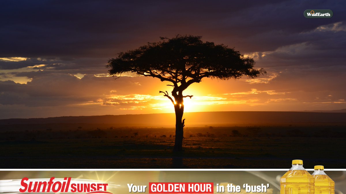 WildEarth's tweet photo. The golden hour just got even brighter! A heartfelt thank you to Sunfoil for partnering with WildEarth to bring the beauty of nature closer to everyone.
Sunfoil Sunflower Oil - pure 100% sunflower oil made by the Willowton Group.
#wildearth
#sunfoil https://t.co/YWxtzkWp8D