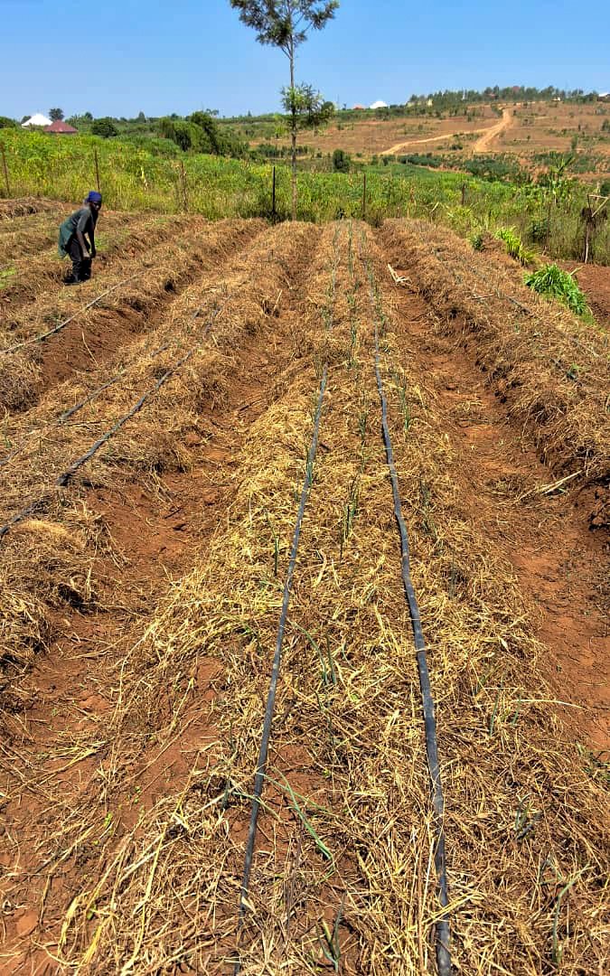 NjengaGreens's tweet photo. Happy #WorldSoilDay! At Njenga Greens, we stand with the whole world to celebrate our soils as a vital resource to agriculture. We are contributing to #SoilConservation through practicing #conservationagriculture to protect and restore our soils. Join us for #SustainableFarming. https://t.co/ncTVHOnkfS