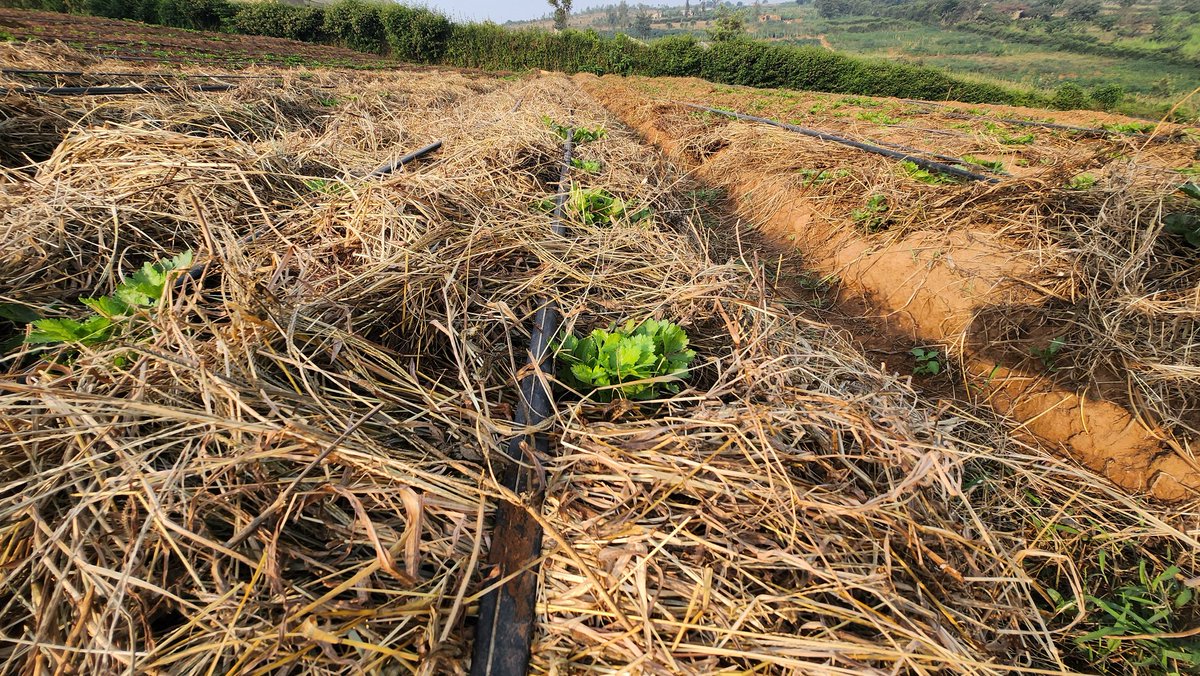 NjengaGreens's tweet photo. Happy #WorldSoilDay! At Njenga Greens, we stand with the whole world to celebrate our soils as a vital resource to agriculture. We are contributing to #SoilConservation through practicing #conservationagriculture to protect and restore our soils. Join us for #SustainableFarming. https://t.co/ncTVHOnkfS