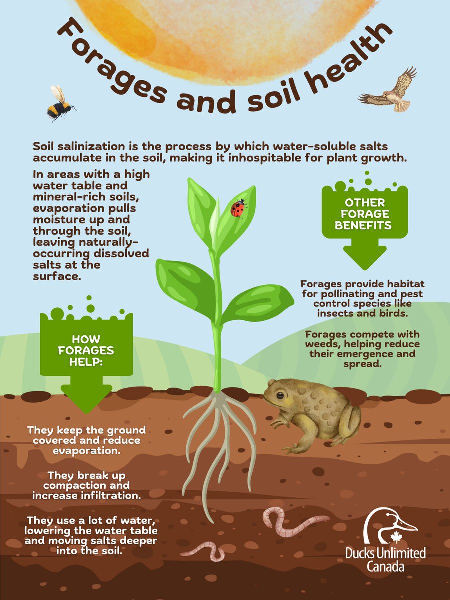 #Soilhealth is the foundation of #sustainableag!  Seeding perennial forages is a great way to boost soil health, particularly in saline areas, AND also delivers co-benefits like biodiversity support, weed control and more! #WorldSoilDay <a href="/sasksoil/">SaskSoil</a> <a href="/saskforage/">Saskatchewan Forage</a> <a href="/CFGA_ACPF/">CFGA_ACPF</a>
