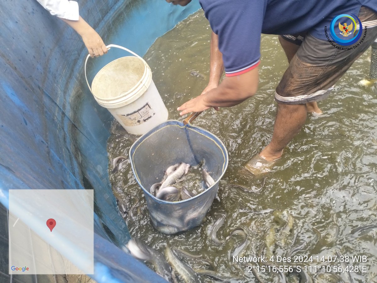 yermiawati's tweet photo. Rabu (04/12), Yermiawati Luhkan Kab Sukamara, di POKDAKAN Natai karya usaha desa Natai kondang kecamatan permata kecubung, Panen ikan lele 535 kg, size 6, 7, 8 ekor per kg, hrg 25000/kg.
#GiatLuhkanSatminkalGONDOL
#Sukamara
#Panen https://t.co/AKVPMOqwwh