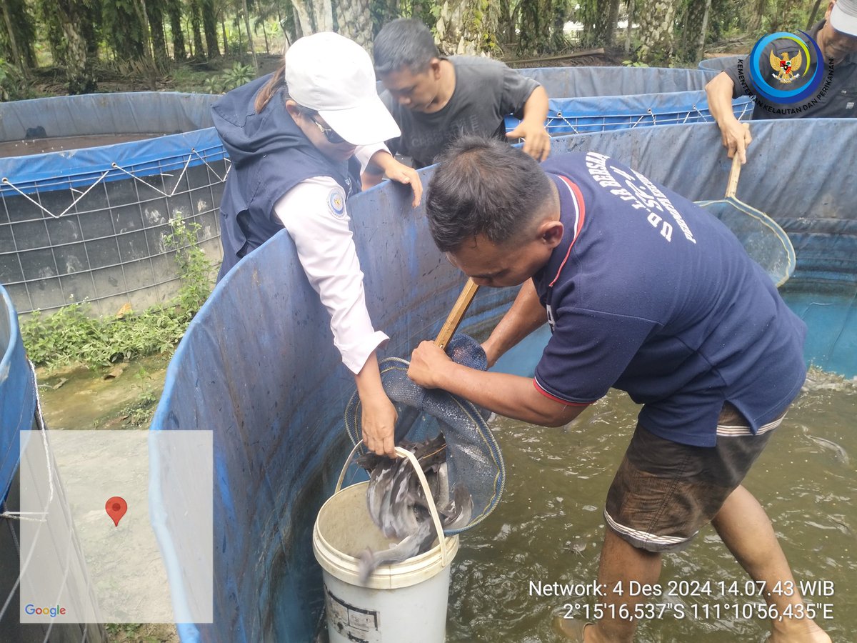 yermiawati's tweet photo. Rabu (04/12), Yermiawati Luhkan Kab Sukamara, di POKDAKAN Natai karya usaha desa Natai kondang kecamatan permata kecubung, Panen ikan lele 535 kg, size 6, 7, 8 ekor per kg, hrg 25000/kg.
#GiatLuhkanSatminkalGONDOL
#Sukamara
#Panen https://t.co/AKVPMOqwwh