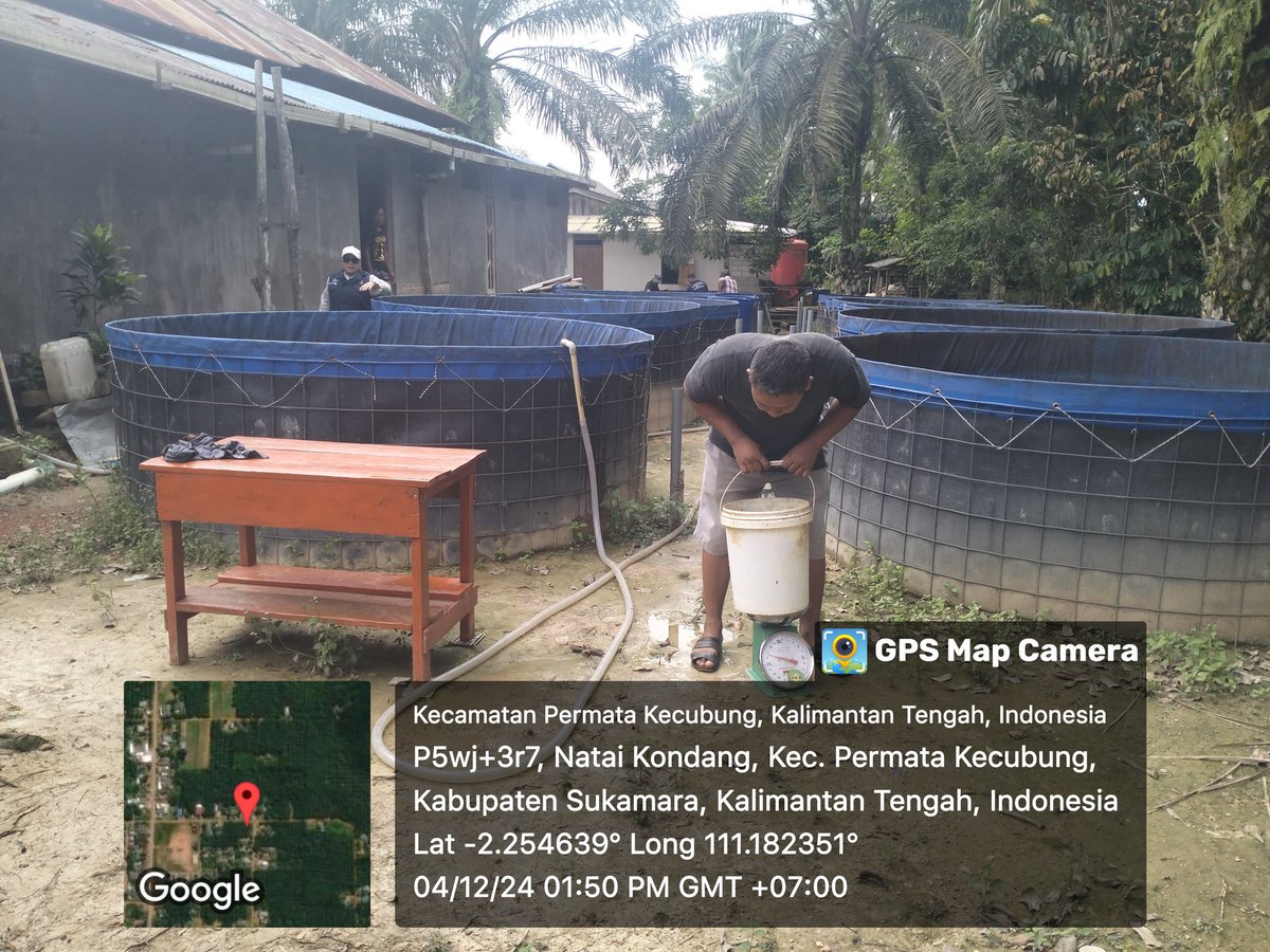 yermiawati's tweet photo. Rabu (04/12), Yermiawati Luhkan Kab Sukamara, di POKDAKAN Natai karya usaha desa Natai kondang kecamatan permata kecubung, Panen ikan lele 535 kg, size 6, 7, 8 ekor per kg, hrg 25000/kg.
#GiatLuhkanSatminkalGONDOL
#Sukamara
#Panen https://t.co/AKVPMOqwwh