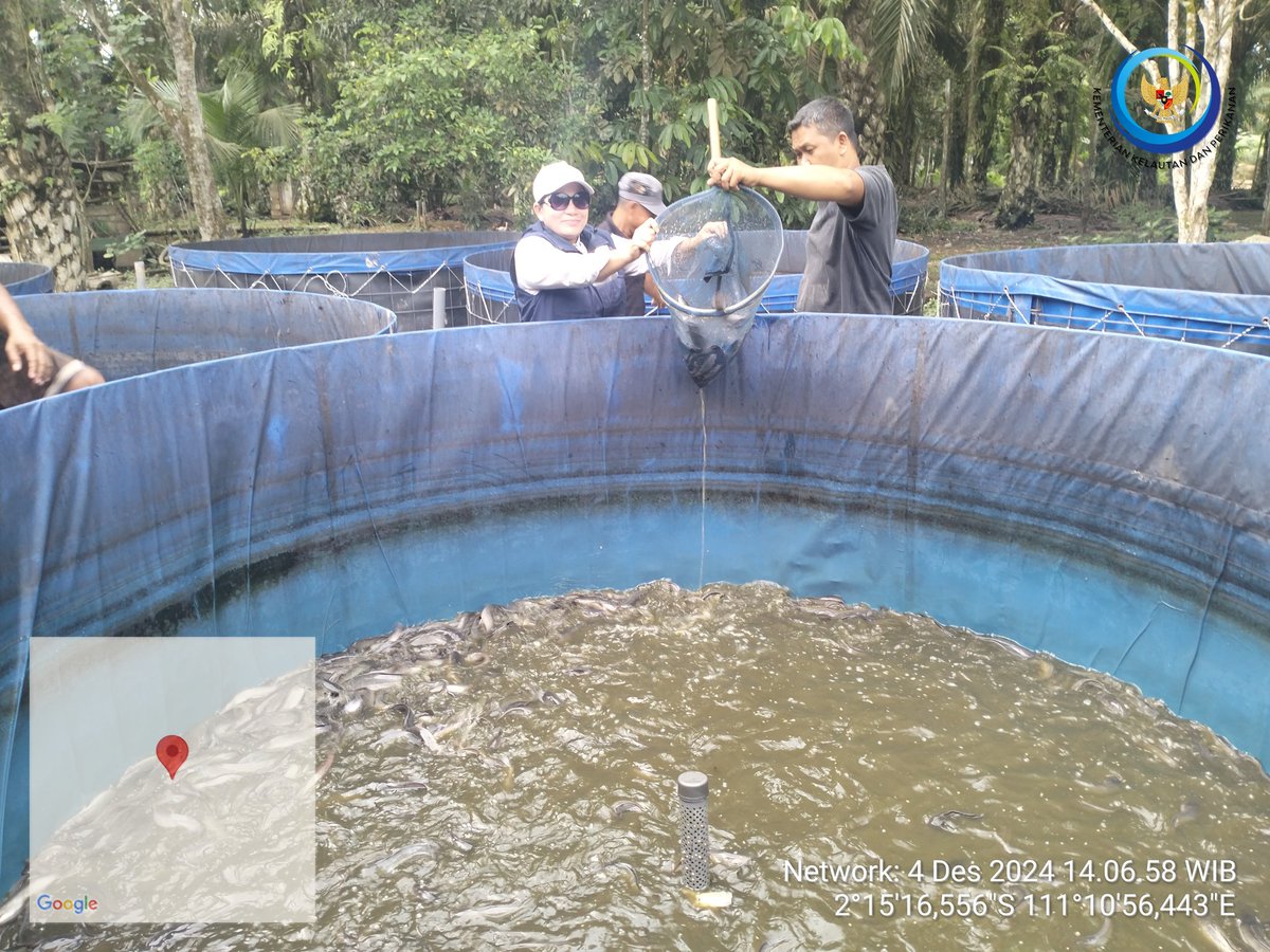 yermiawati's tweet photo. Rabu (04/12), Yermiawati Luhkan Kab Sukamara, di POKDAKAN Natai karya usaha desa Natai kondang kecamatan permata kecubung, Panen ikan lele 535 kg, size 6, 7, 8 ekor per kg, hrg 25000/kg.
#GiatLuhkanSatminkalGONDOL
#Sukamara
#Panen https://t.co/AKVPMOqwwh