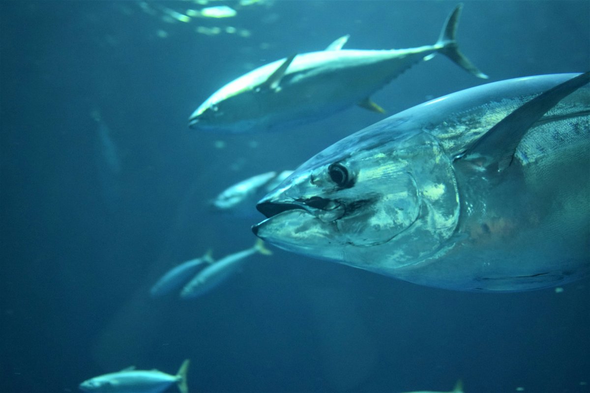 🐟 How far do fish travel in the ocean?

Through tagging, Atlantic bluefin tuna were found  to return to the same locations each year!

From the Arctic Circle to Cabo Verde, all the fish returned to Norway by the end of the year!
royalsocietypublishing.org/doi/full/10.10…
📷 Kate Estes/Unsplash