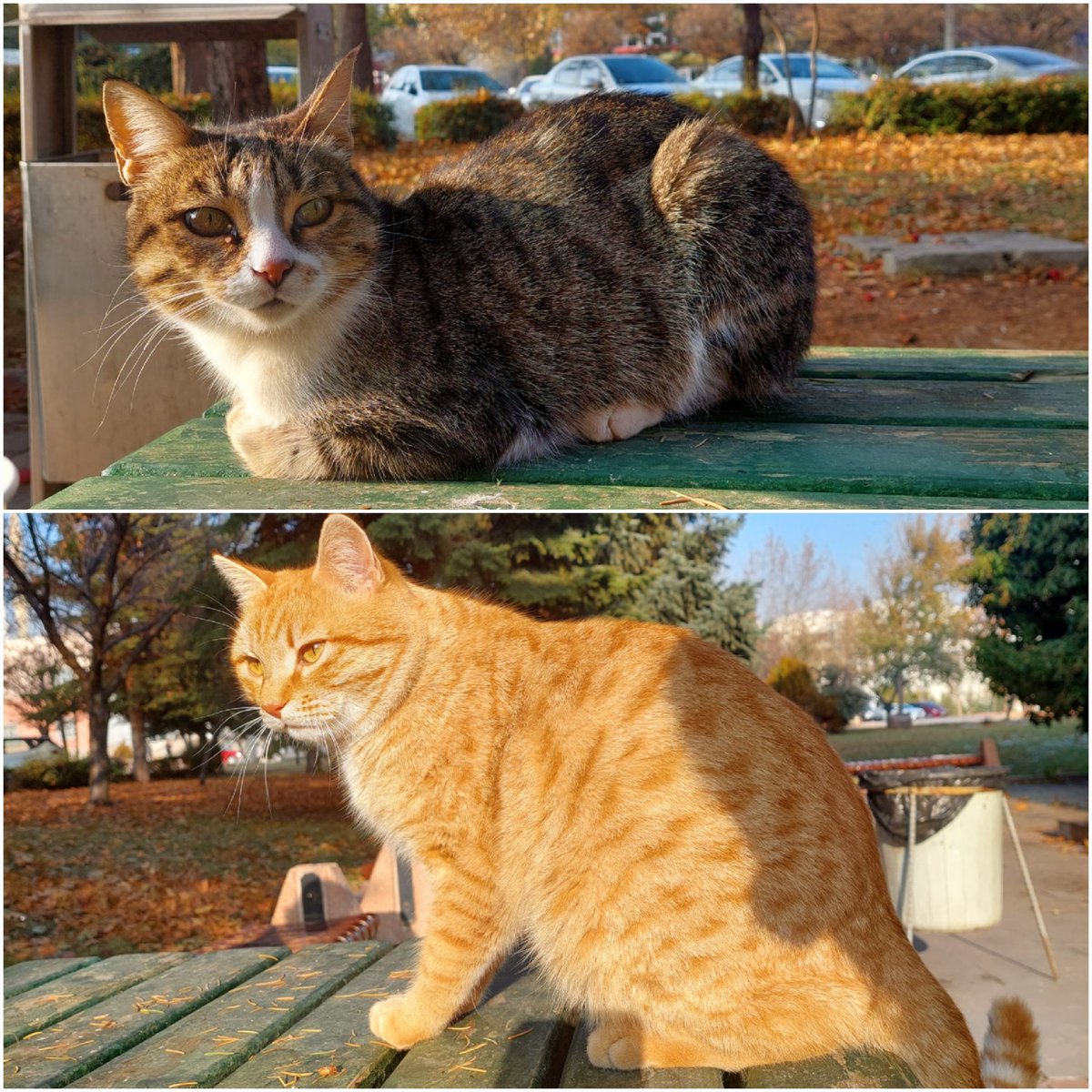 Kütüpü güzelleştirenler kulübü üyeleri ...