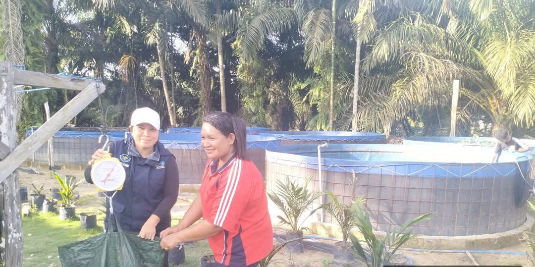 yermiawati's tweet photo. Kamis (05/12), Yermiawati Luhkan Kab Sukamara, di POKDAKAN Printis Jaya Desa Sekuningan Baru kecamatan balai Riam, panen ikan patin 150 kg, hrg 30000/kg, size 3,4 ekor per kg.
#GiatLuhkanSatminkalGONDOL
#Sukamara
#Panen https://t.co/ocnBK28VWs