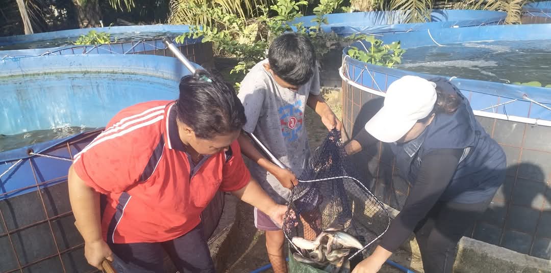 yermiawati's tweet photo. Kamis (05/12), Yermiawati Luhkan Kab Sukamara, di POKDAKAN Printis Jaya Desa Sekuningan Baru kecamatan balai Riam, panen ikan patin 150 kg, hrg 30000/kg, size 3,4 ekor per kg.
#GiatLuhkanSatminkalGONDOL
#Sukamara
#Panen https://t.co/ocnBK28VWs