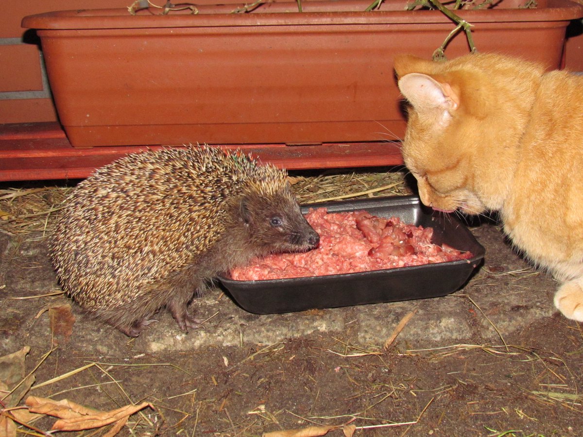 Przyjaciele to już ostatnie chwile konkursu Łap Dotację na Organizację. Ta rywalizacja jest inna niż wszystkie, bo każda z biorących w niej udział organizacji każdego dnia walczy o lepszy los dla zwierzaków. Nie wiemy czy wiecie, ale każdy z Was może oddać swój głos na więcej niż