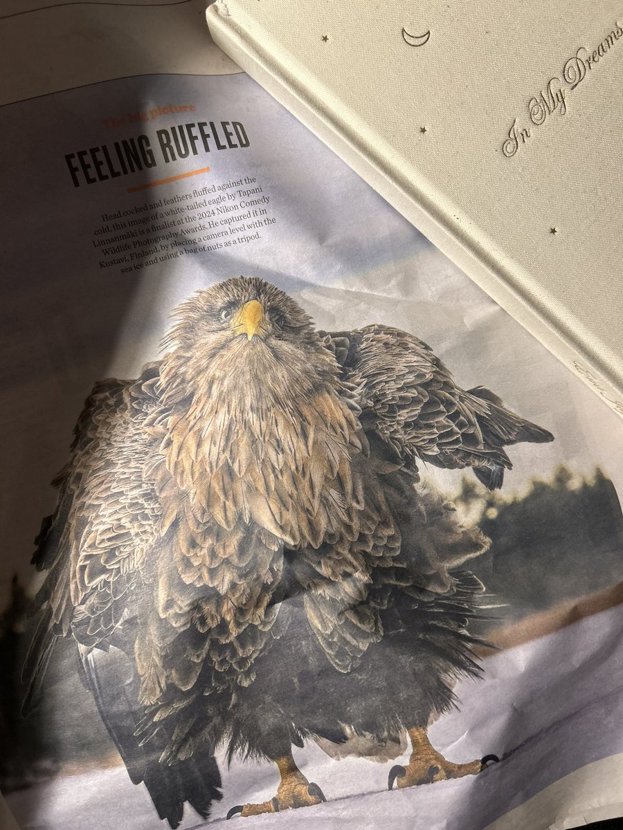 AliceOafRose's tweet photo. I got this beautiful photo in a supermarket magazine last week, and it fills me with astonished delight - look at him! Oh my. I’m going to make a collage with him as a centrepiece, he is my noble Christmas angel ✨ https://t.co/0HKIc0zV35