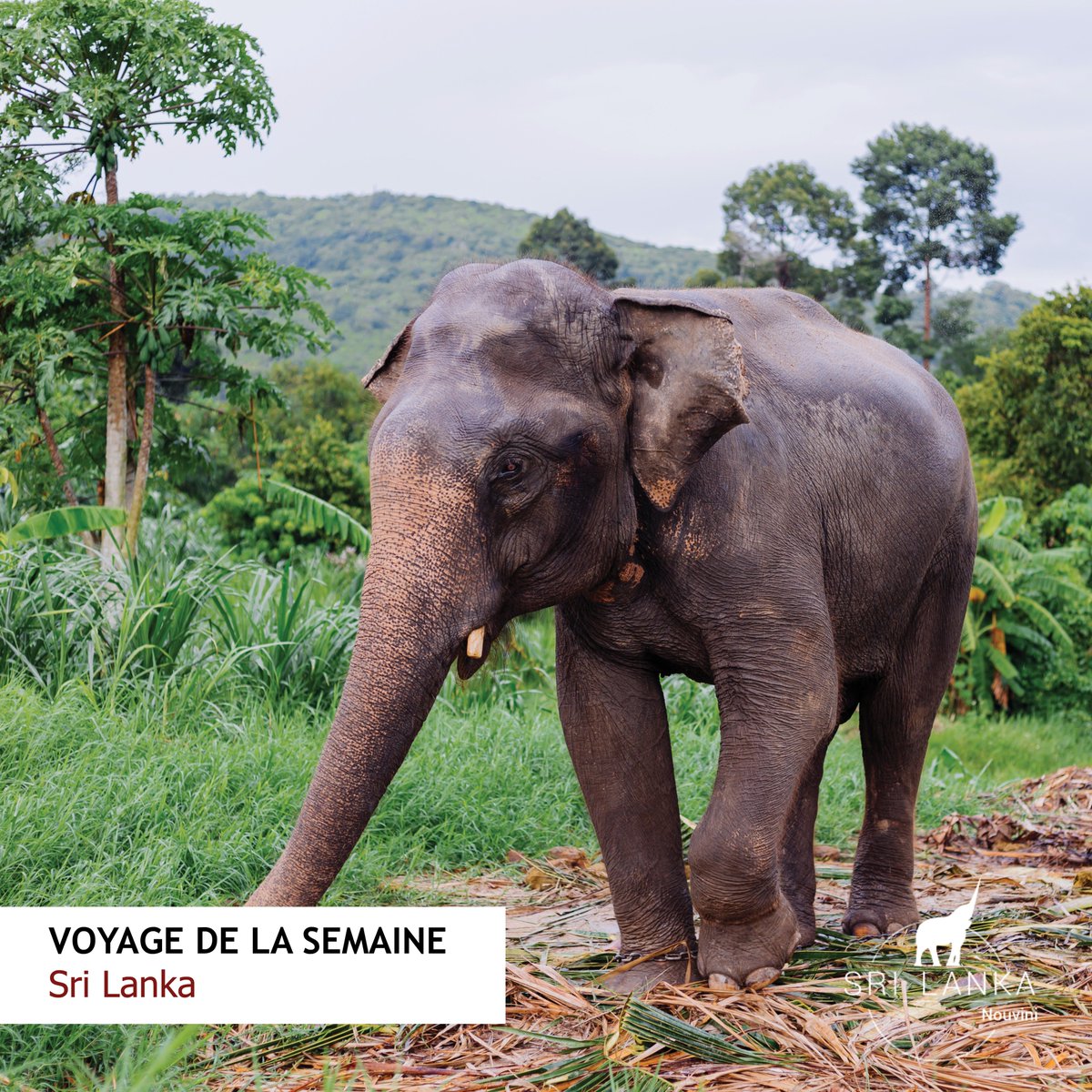 Voyage de la semaine : Sri Lanka 🇱🇰

Prêts pour une aventure en Asie ?
🌳 Explorez les plantations de thé et les anciens royaumes, partez à l’aventure dans les parcs nationaux.
👉 Découvrez nos circuits personnalisés : sri-lanka.nouvini.com

#VoyageDeLaSemaine #SriLanka