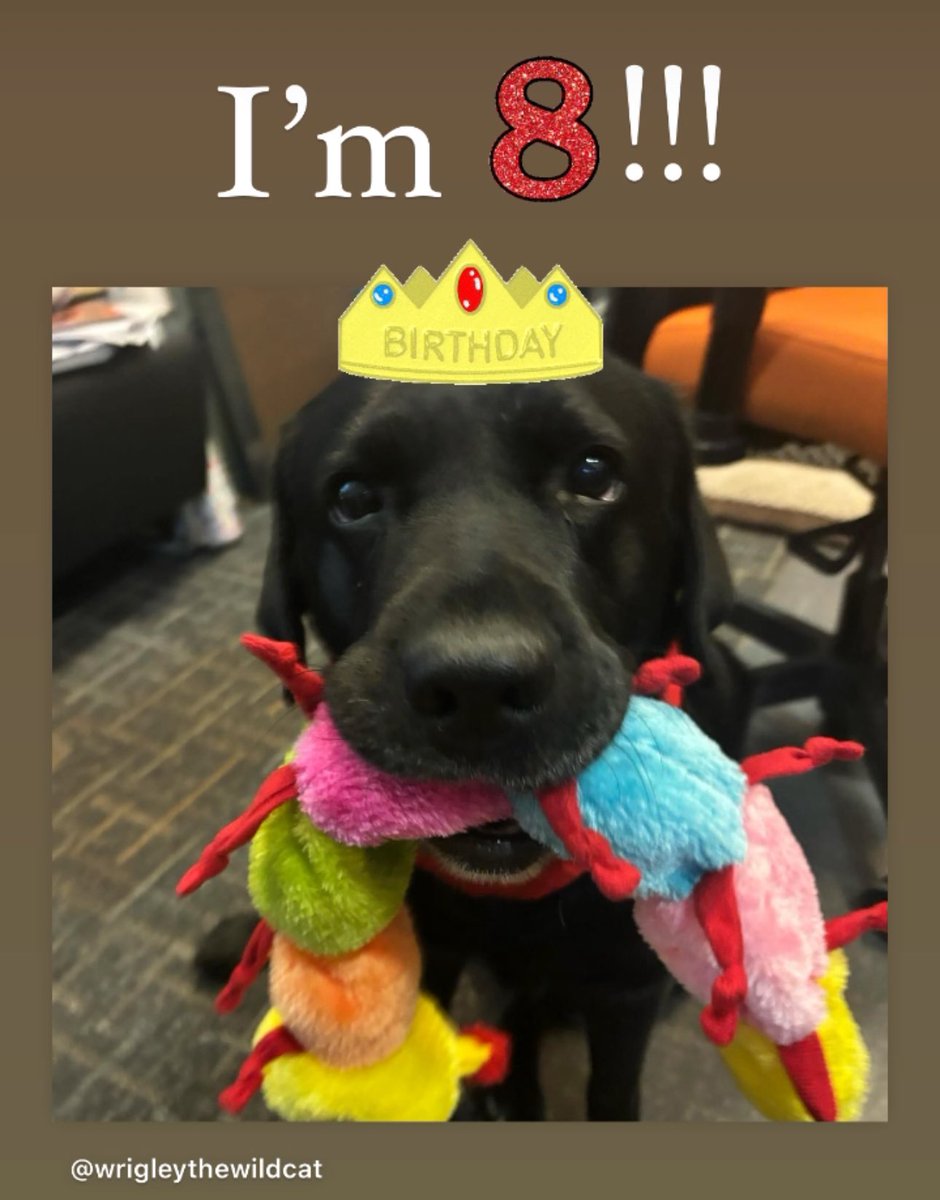 Wrigley the Wildcat (@lhswrigley) on Twitter photo 