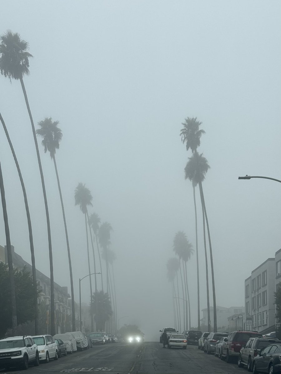 KentJohnsonJr3's tweet photo. something so eerie about palm trees in fog https://t.co/dpUYGJfqml