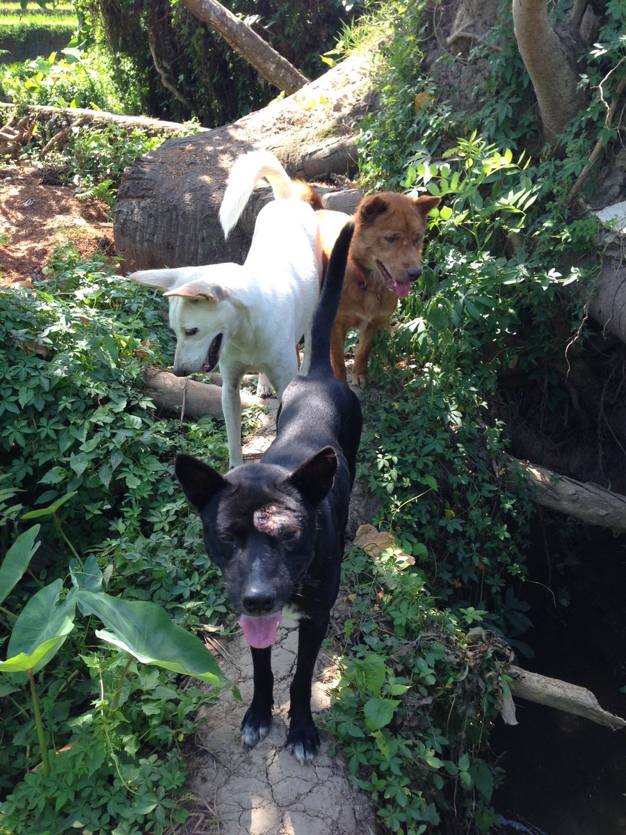 Are Free-Ranging Dogs Better Off When "Saved" By Humans?

Marco Adda questions whether removing free-ranging dogs from human environs is truly better for the dogs and stresses the importance of their individual personalities.

psychologytoday.com/us/blog/animal…