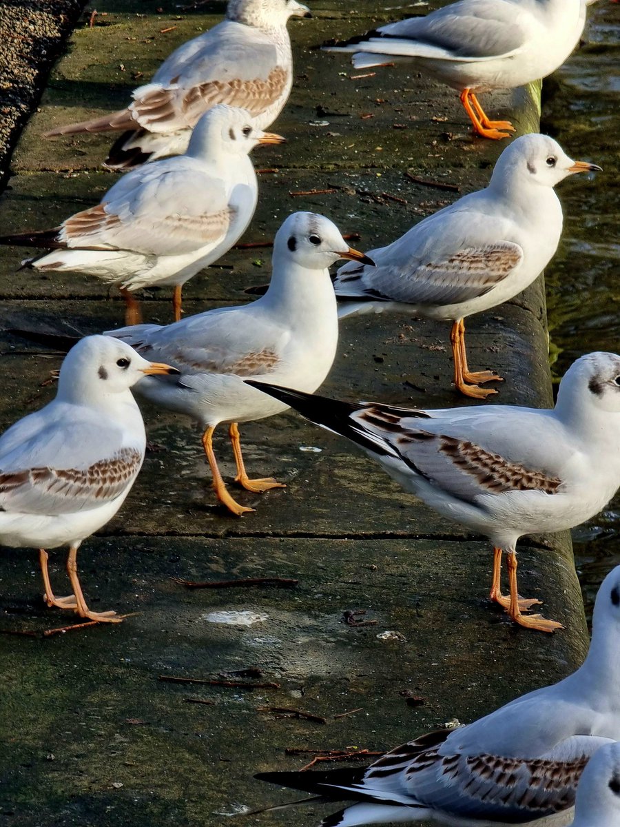 17.1% young Black-headed gulls in the flocks we've assessed this week, compared to 4.1% in 2023, when many colonies were affected by avian influenza. #Monitoring