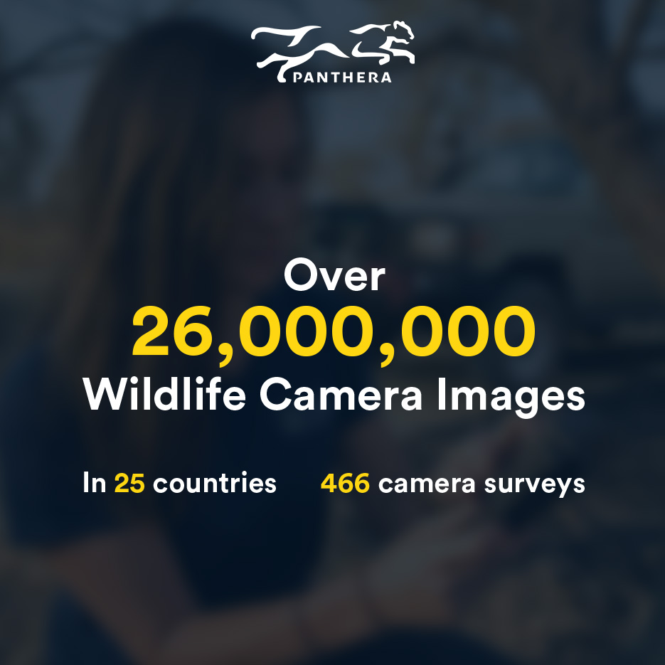 PantheraCats's tweet image. Wild cats are essential for biodiversity. Panthera uses wildlife cameras in 25 countries to protect them.
Donate today and double your impact: bit.ly/3BgKw6p #WildlifeCameras #SaveWildCats #Conservation