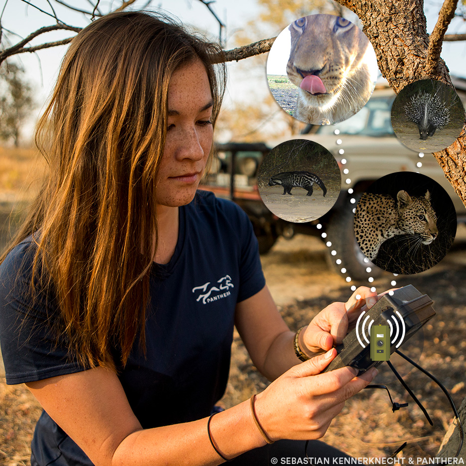 PantheraCats's tweet image. Wild cats are essential for biodiversity. Panthera uses wildlife cameras in 25 countries to protect them.
Donate today and double your impact: bit.ly/3BgKw6p #WildlifeCameras #SaveWildCats #Conservation