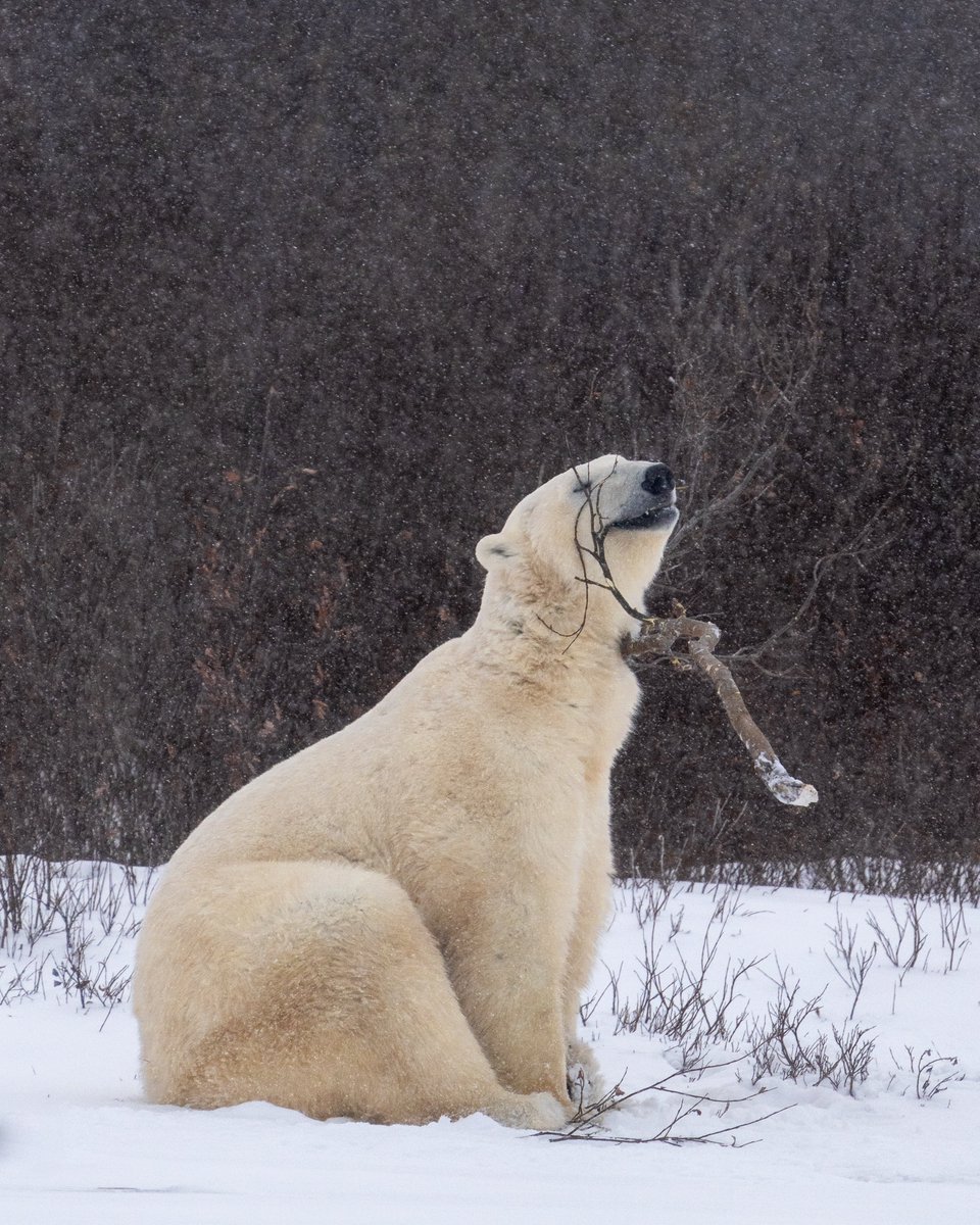 Gm frens

Hopefully you’ll be as happy as this polar bear today!