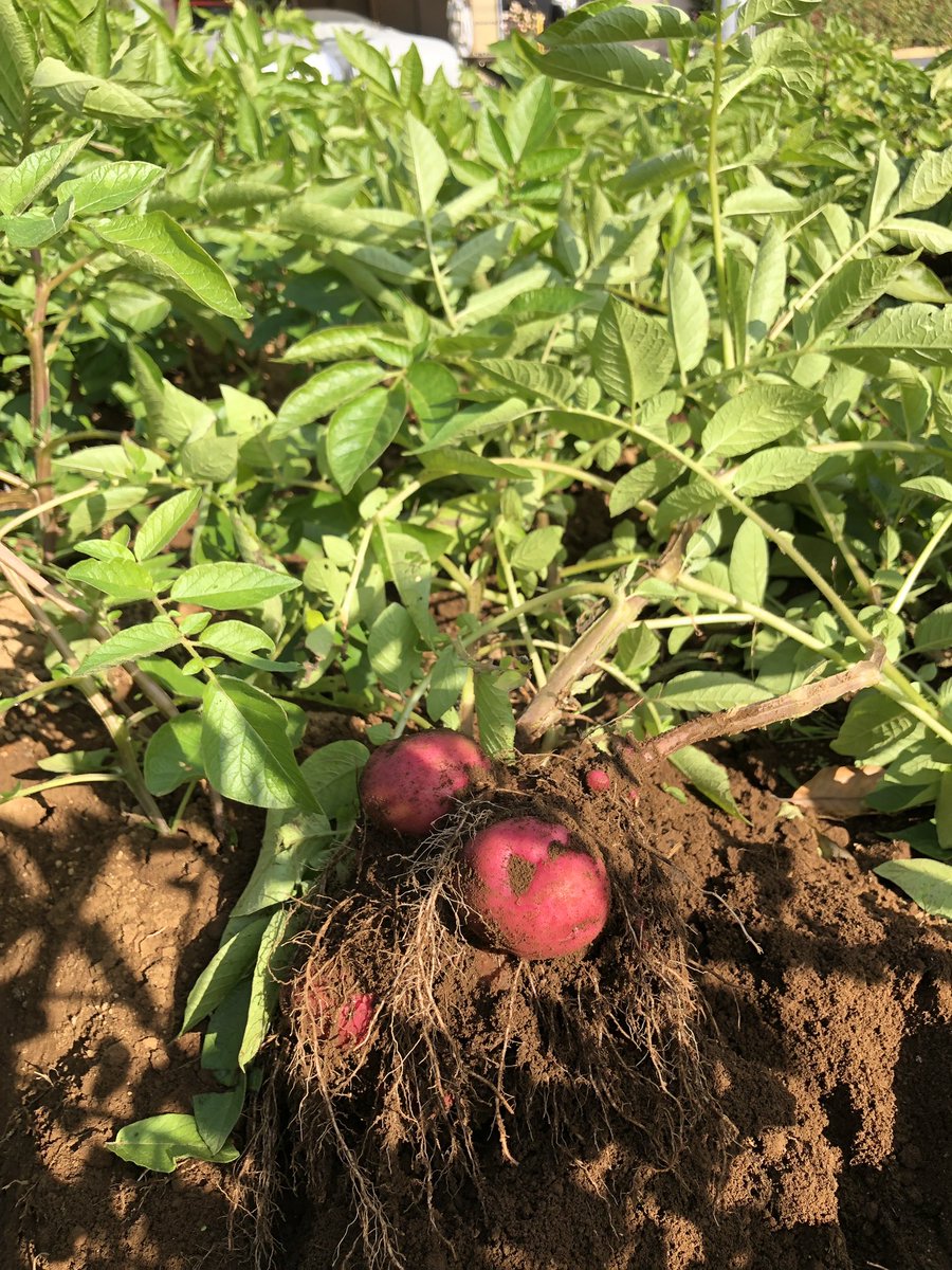 JIKE STUDIO 寺家スタジオ tweet media