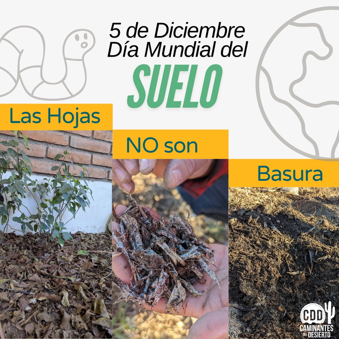 CDDesierto's tweet photo. El suelo es una delgada capa de tierra con nutrientes que permiten a las plantas crecer. Se crea lentamente por la desintegración de rocas y la acumulación de material orgánico con la ayuda de microorganismos y otros bichitos. Si queremos una ciudad verde, mantengamos las hojas. https://t.co/HxYFB9tSUD