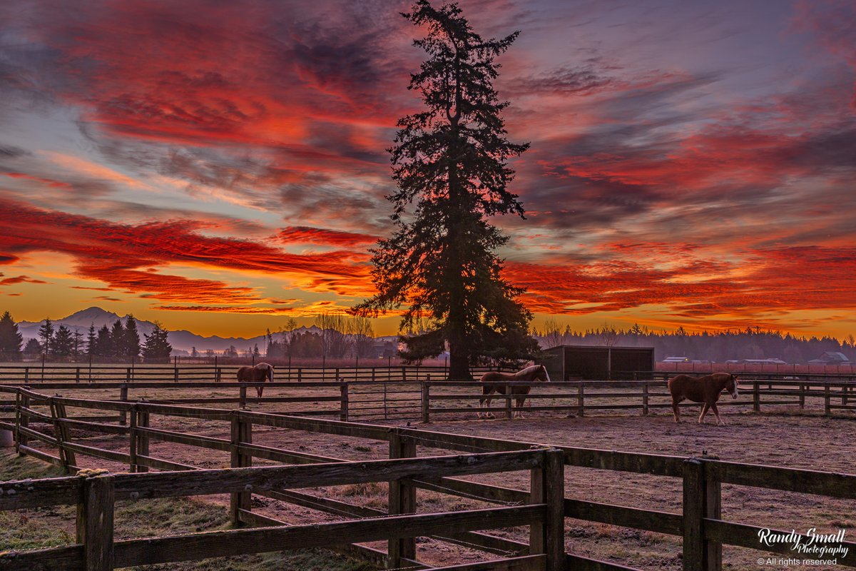 RandySmall's tweet photo. Yes, yes, not neigh, neigh today!!

My goodness!! That was an epic sunrise! I found these Belgian horses roaming at sunrise and thought why not take their photo with a sunrise stunner!!

Maverick, Mario, and Jeff all want to say hi to you all!!

Shagen's Belgians from Custer, WA https://t.co/45eBA6H2Cu