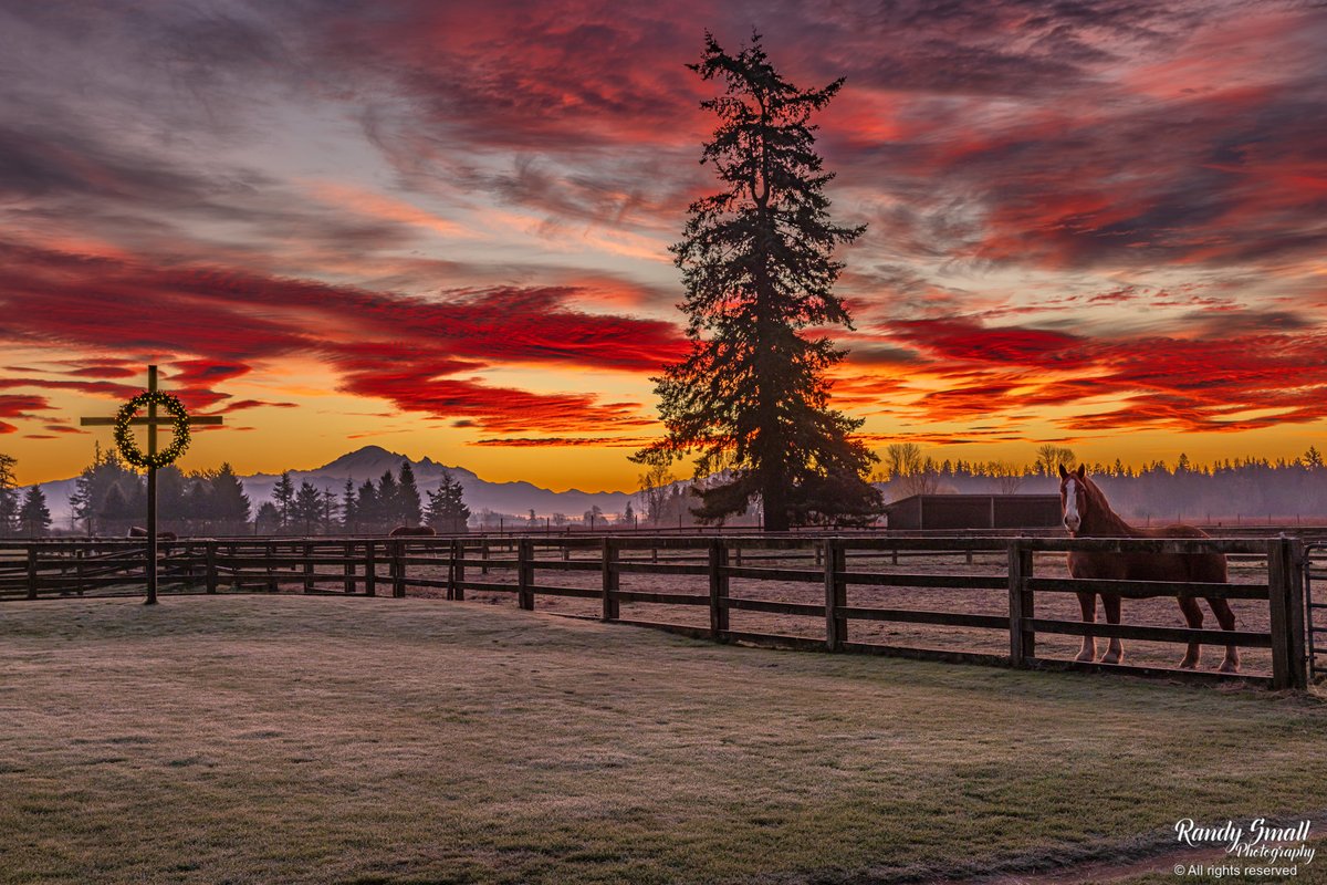 RandySmall's tweet photo. Yes, yes, not neigh, neigh today!!

My goodness!! That was an epic sunrise! I found these Belgian horses roaming at sunrise and thought why not take their photo with a sunrise stunner!!

Maverick, Mario, and Jeff all want to say hi to you all!!

Shagen's Belgians from Custer, WA https://t.co/45eBA6H2Cu