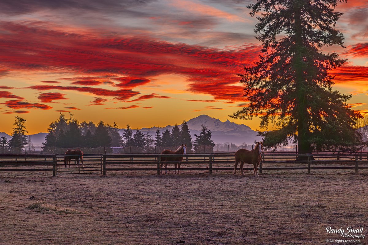 RandySmall's tweet photo. Yes, yes, not neigh, neigh today!!

My goodness!! That was an epic sunrise! I found these Belgian horses roaming at sunrise and thought why not take their photo with a sunrise stunner!!

Maverick, Mario, and Jeff all want to say hi to you all!!

Shagen's Belgians from Custer, WA https://t.co/45eBA6H2Cu