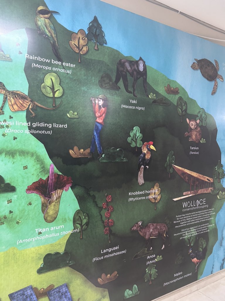 Holding The Malay Archipelago by AR Wallace as I arrive to north Sulawesi at Manado airport. Excited to explore this island better described by Wallace as “one of the most interesting in the world to the philosophical ornithologist”.