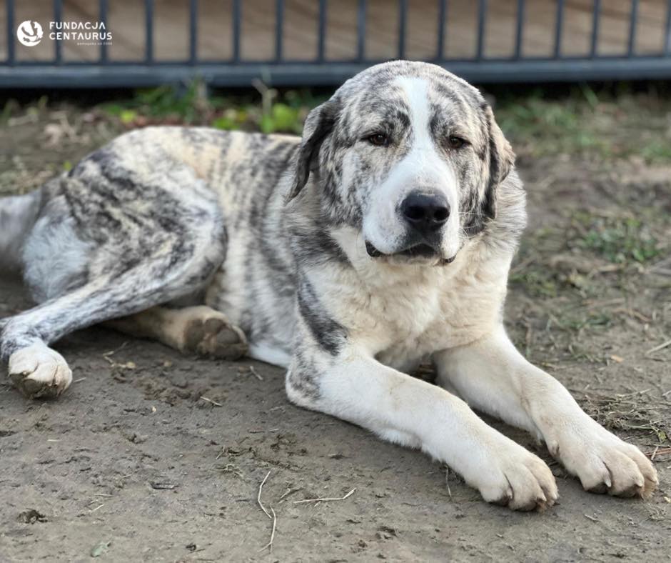 Bilbo szuka adopcji!! ten gentleman szuka cudownego domu ma około roku, bardzo pozytywnie nastawiony do ludzi, wychowany z dziećmi, raczej w trybie wolnym. Wymaga doświadczonej osoby, która nie pozwoli wejść sobie na głowę to ten owczarek środkowoazjatycki do małych i uległych
