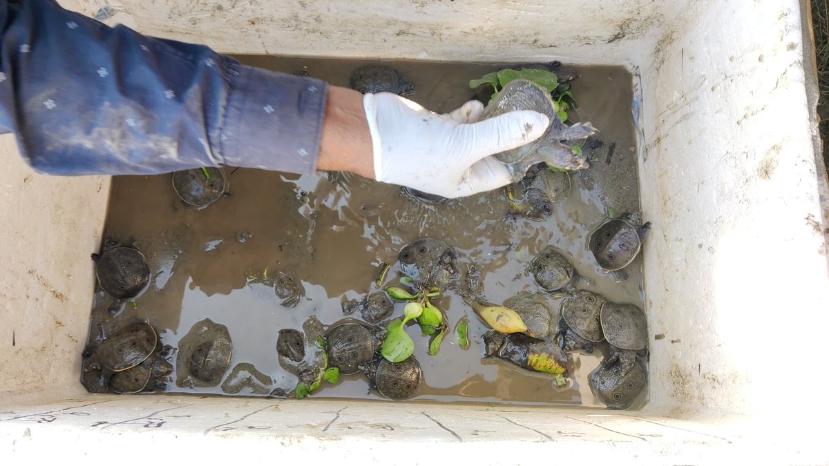 🌱✨Back to the Wild✨🌱  
Critically endangered Black Softshell Turtle hatchlings frm Nagshankar Temple,nurtured with care,have now been released as juveniles into their natural habitat 🐢🌿  
Heartfelt thanks to Sri <a href="/padma_hazarika/">Padma Hazarika</a> Sir🙏 for championing this conservation effort