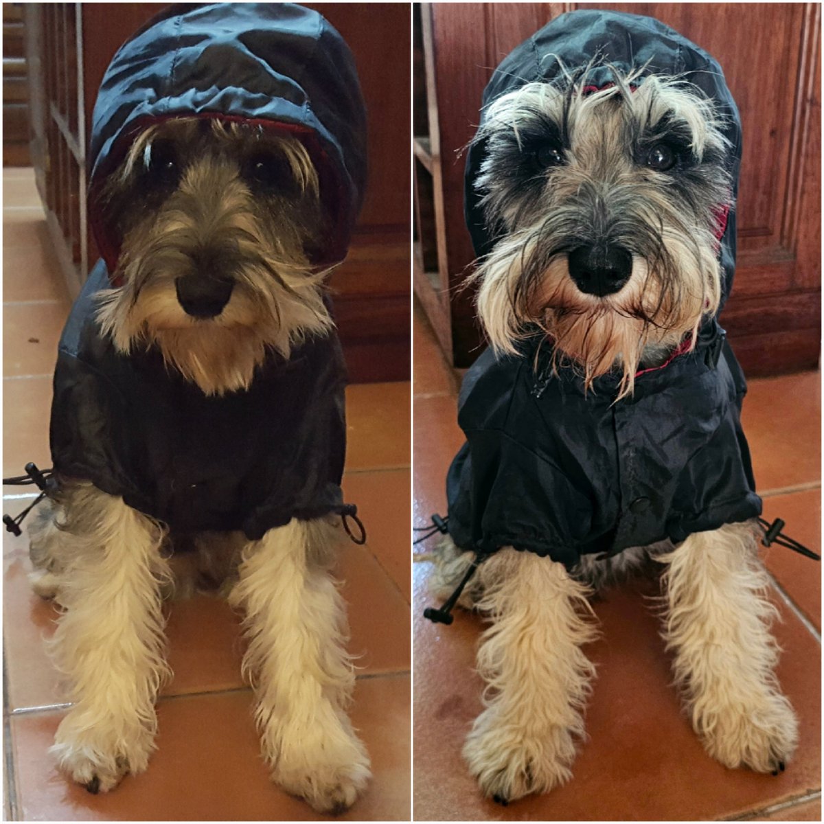 Eddie Schnauzer tweet media