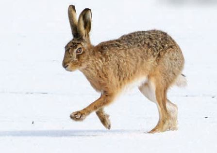 Alan Knox (@alangknox) on Twitter photo NE Scotland #mammal, #reptile & #amphibian, #moth & #dragonfly annual reports to 2022 now available online
the-soc.org.uk/pages/local-re…
<a href="/NESMammals/">North East Scotland Mammal Network</a> <a href="/_BCT_/">Bat Conservation Trust</a> <a href="/ARC_Bytes/">Amphibian and Reptile Conservation</a> <a href="/ScotlandBds/">BDS Scotland</a>
📷M Sullivan NE Scotland #mammal, #reptile & #amphibian, #moth & #dragonfly annual reports to 2022 now available online
the-soc.org.uk/pages/local-re…
<a href="/NESMammals/">North East Scotland Mammal Network</a> <a href="/_BCT_/">Bat Conservation Trust</a> <a href="/ARC_Bytes/">Amphibian and Reptile Conservation</a> <a href="/ScotlandBds/">BDS Scotland</a>
📷M Sullivan