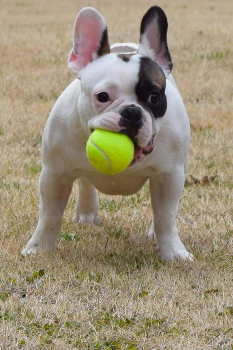 Brian Burgess tweet media