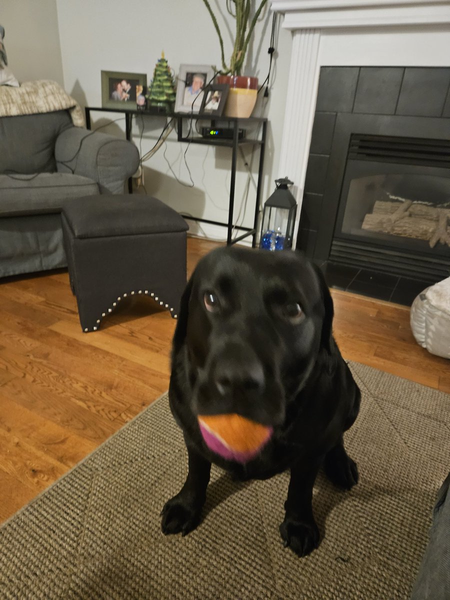 AbizaidAlfie's tweet photo. ME: have to submit grant reviews!!
ROXY: Let's play!
#iloveroxy https://t.co/K2Fn4kAFgh