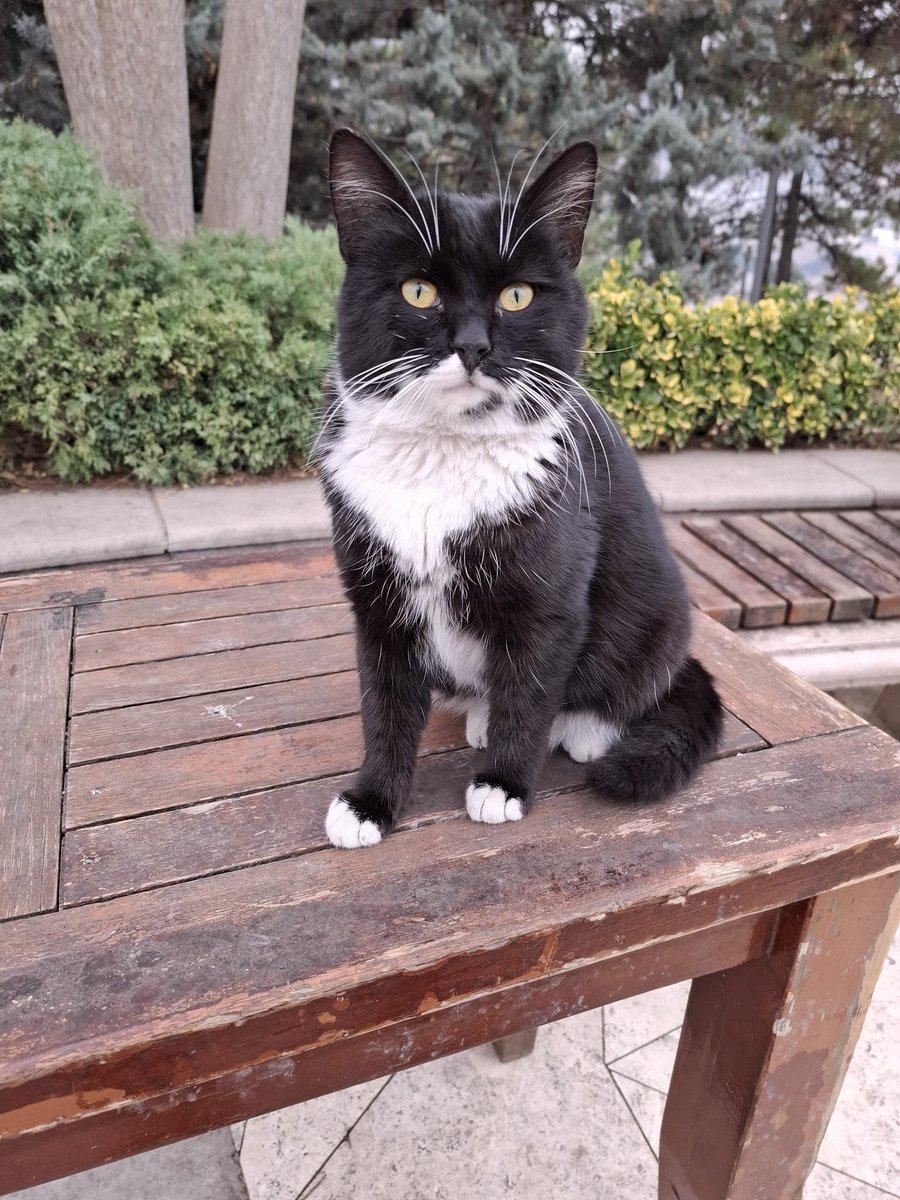 ceketi kucuk gelmis önünü örtemiyo😪