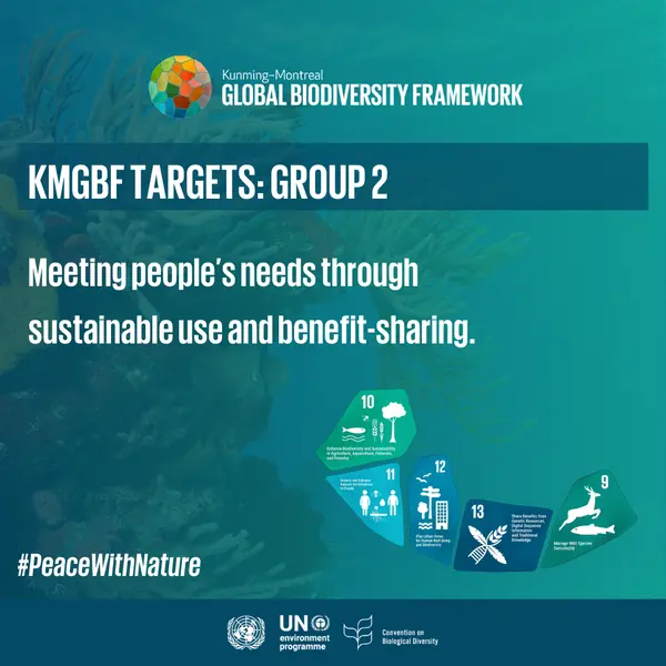 UNBiodiversity's tweet photo. On the 2nd anniversary of the #KMGBF, learn how the targets focus on meeting people’s needs through sustainable use and benefit-sharing. Find out which targets address this vital aspect (9–13): 

More➡️https://t.co/FjmzLcfLIA

#PeaceWithNature https://t.co/8GjrGn2Z0H