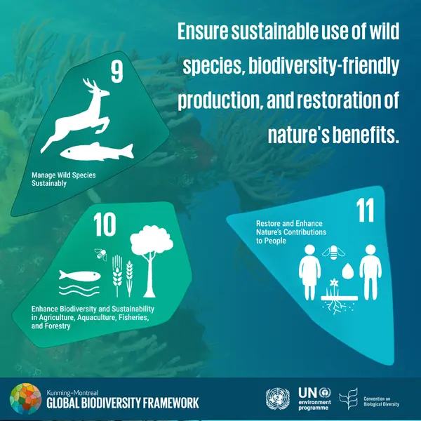 UNBiodiversity's tweet photo. On the 2nd anniversary of the #KMGBF, learn how the targets focus on meeting people’s needs through sustainable use and benefit-sharing. Find out which targets address this vital aspect (9–13): 

More➡️https://t.co/FjmzLcfLIA

#PeaceWithNature https://t.co/8GjrGn2Z0H