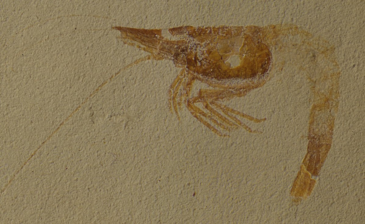 Valentin de Mazancourt (@vdemaz) on Twitter photo New paper! Revision of Dugastella nitida n. comb. (Crustacea: Decapoda: Atyidae), a freshwater shrimp from the Oligocene of Aix-en-Provence — geodiversitas.com/46/19 — #Geodiversitas via
<a href="/Publi_MNHN/">Publications MNHN 🐝</a> <a href="/UMR_BOREA/">Laboratoire BOREA</a> <a href="/le_CR2P/">CR2P</a> New paper! Revision of Dugastella nitida n. comb. (Crustacea: Decapoda: Atyidae), a freshwater shrimp from the Oligocene of Aix-en-Provence — geodiversitas.com/46/19 — #Geodiversitas via
<a href="/Publi_MNHN/">Publications MNHN 🐝</a> <a href="/UMR_BOREA/">Laboratoire BOREA</a> <a href="/le_CR2P/">CR2P</a>