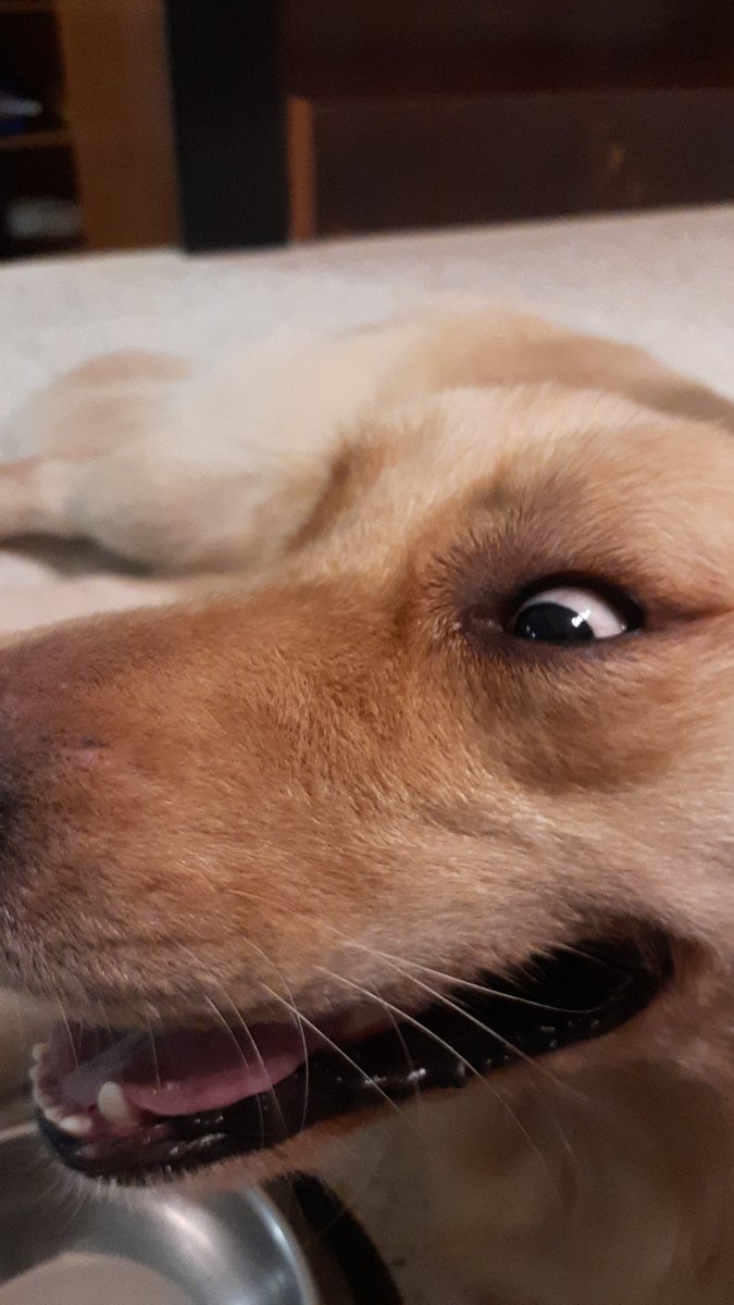 kik_stupid's tweet photo. Those silly moments with your dog, that you can't enjoy with anyone else! https://t.co/UrHhefyOp5