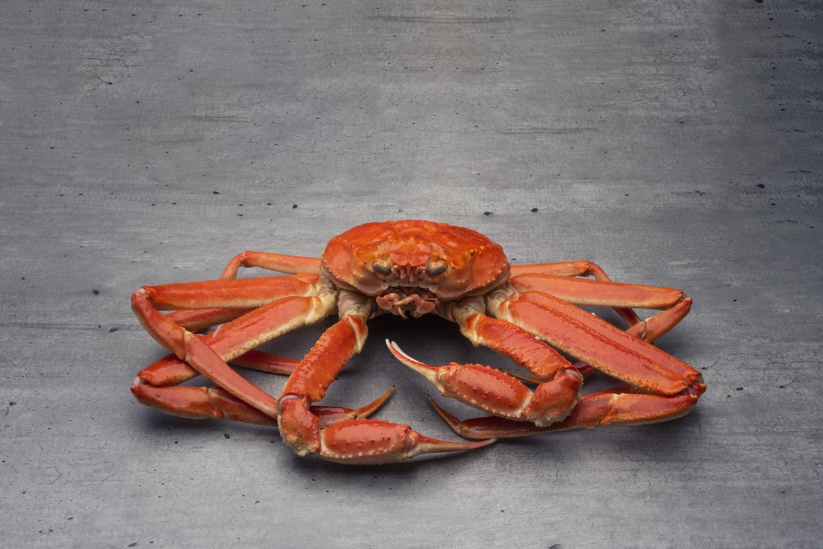 Found up to 400 kilometers off the Canadian Atlantic shore, encased in a hard-shell, Snow Crabs provide a sweet, succulent, protein dense meat, making them prized around the world. 

seafoodfromcanada.ca/seafood/crab-s…

#SeafoodFromCanada
#TasteTheNorth
#CanadianSeafood
#SnowCrab