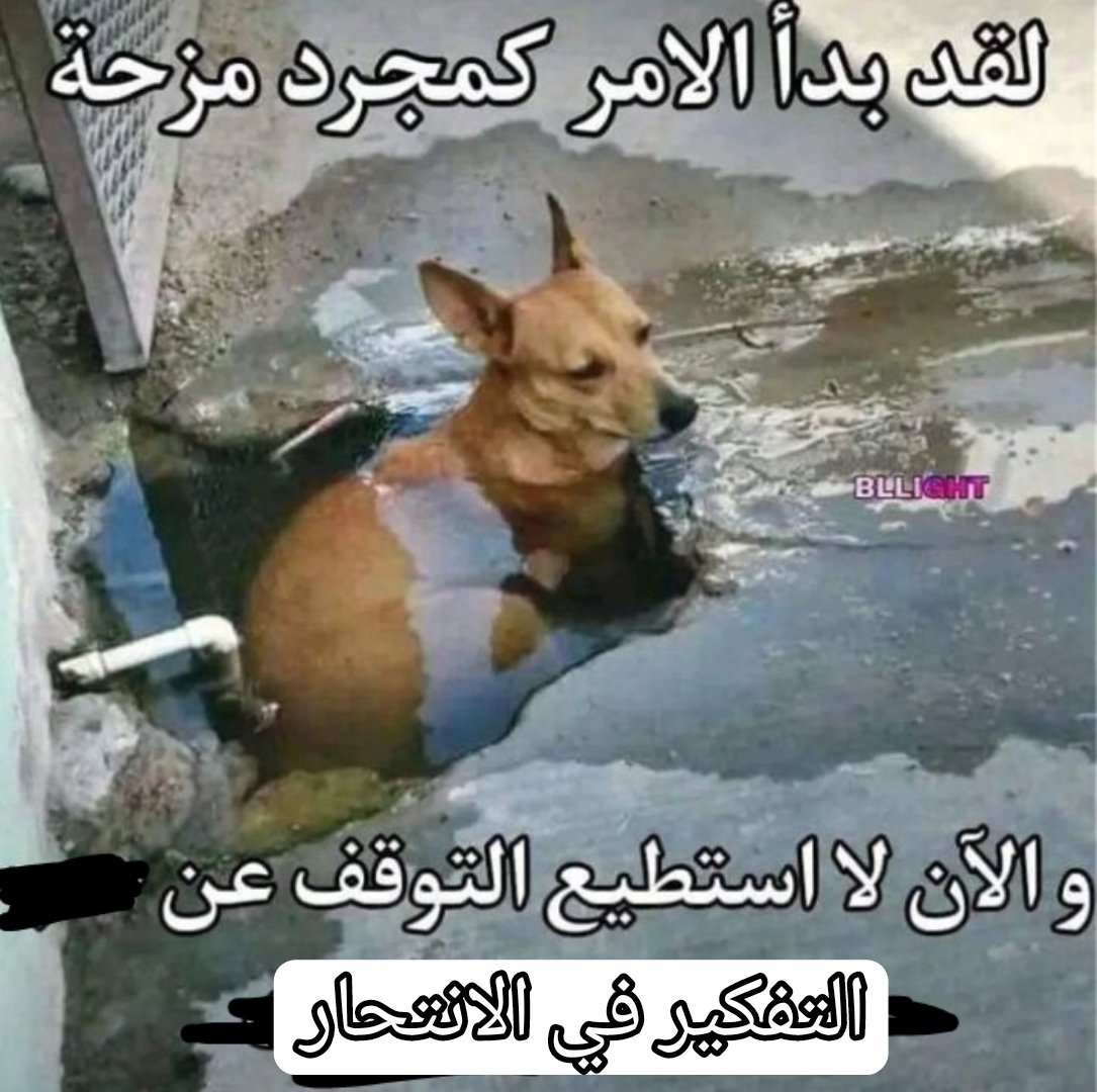 جويدة tweet media