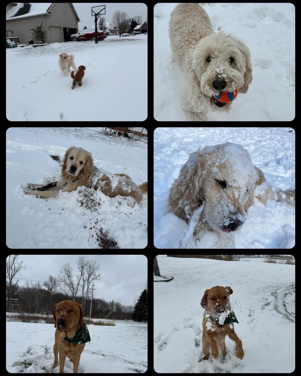 ❄️🐾 Snow Day Shenanigans with Bohdi, Luna, &amp; Louis! 🐾❄️

Our favorite therapy dogs might be living their best snow day lives, but don’t let these fluffy faces fool you—they’re missing all their favorite kids!

Stay warm, Dragons.